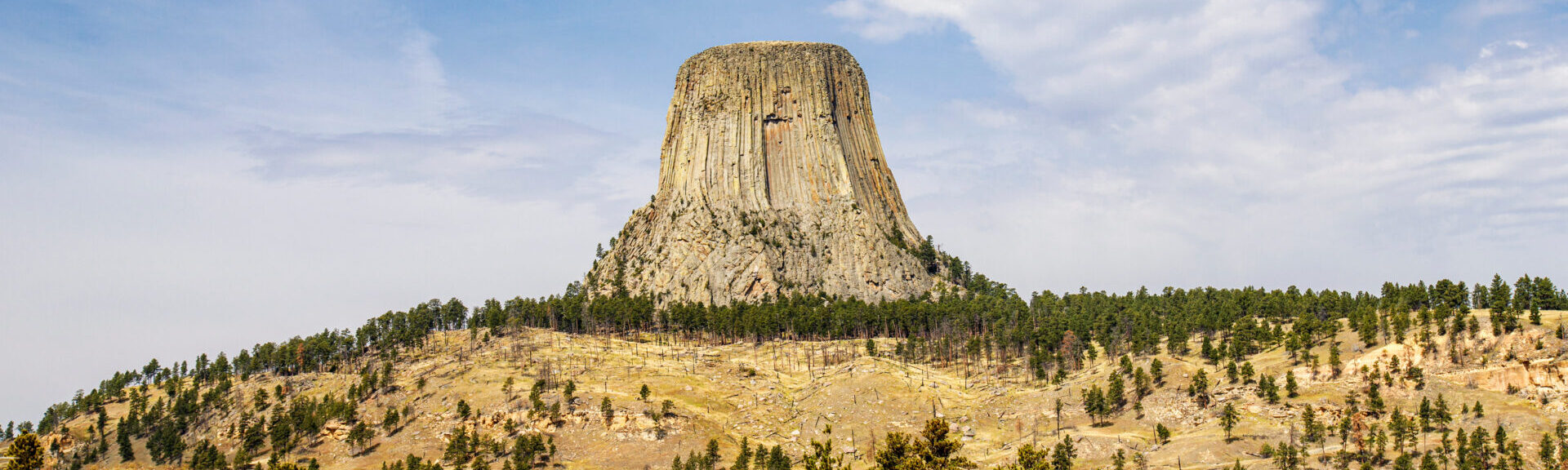 Bison Standing In A Field Near Devils Tower In Wyoming