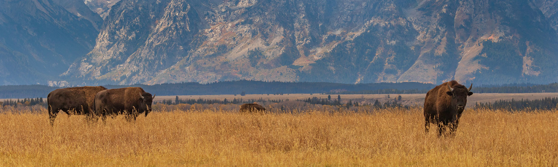 Bison